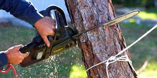 How Our Tree Care Process Works  in Sandy, OR